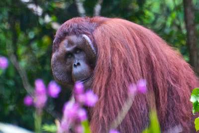 Borneo orangutan male